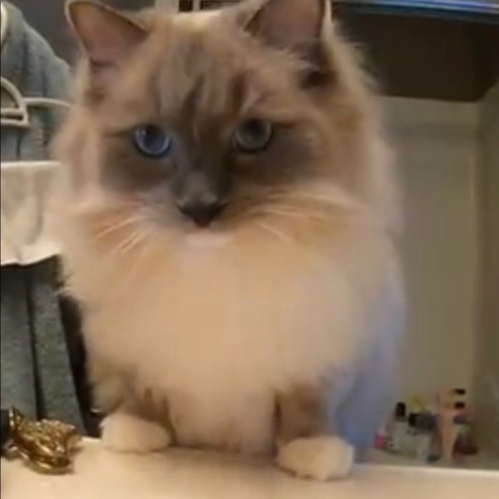 Meet your Posher, Annie